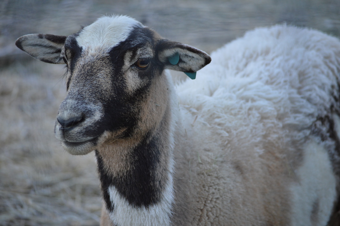 Why is wool so great? It's not just all the different ways it can be used. It's also the connection to the sheep, the shepherd, and the land.